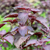 Purple Shiso