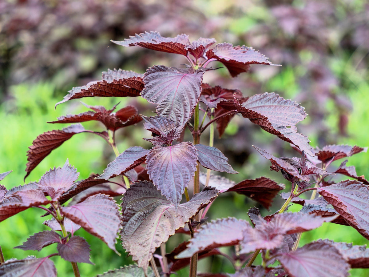 Purple Shiso