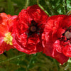 1000 Mixed Colors DOUBLE SHIRLEY POPPY Papaver Rhoeas Flower Seeds