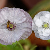 100 MOTHER Of PEARL POPPY Mix Papaver Rhoeas Shirley Flower Seeds Mixed Colors