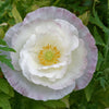 1000 Mixed Colors DOUBLE SHIRLEY POPPY Papaver Rhoeas Flower Seeds