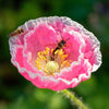 1000 Mixed Colors DOUBLE SHIRLEY POPPY Papaver Rhoeas Flower Seeds