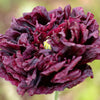 Black Peony Poppy Seeds – Papaver Peoniflorum Flower – photo 2