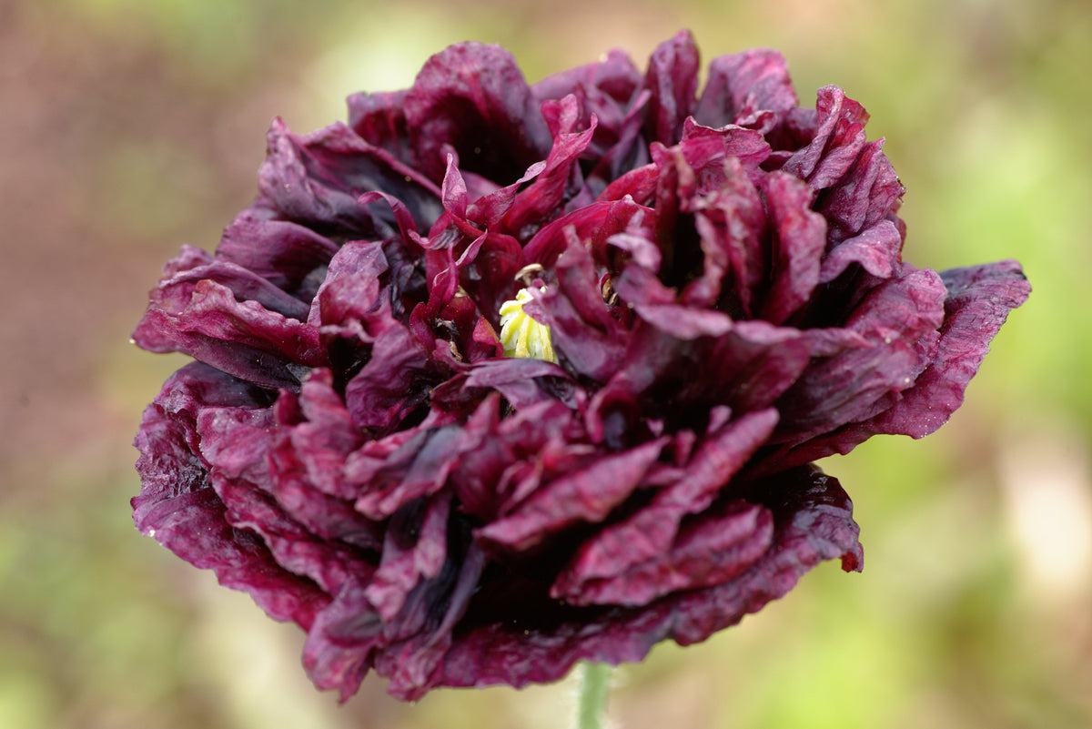 Black Peony Poppy Seeds – Papaver Peoniflorum Flower – photo 2