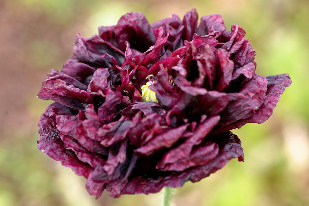 Organic Peony Poppy Mix Seeds – Papaver Paeoniflorum Mixed Colors Red, White, Pink, Black, Purple, Salmon – photo 4
