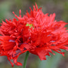Red Oase Peony Poppy Seeds – Papaver Peoniflorum Double Flower – photo 3