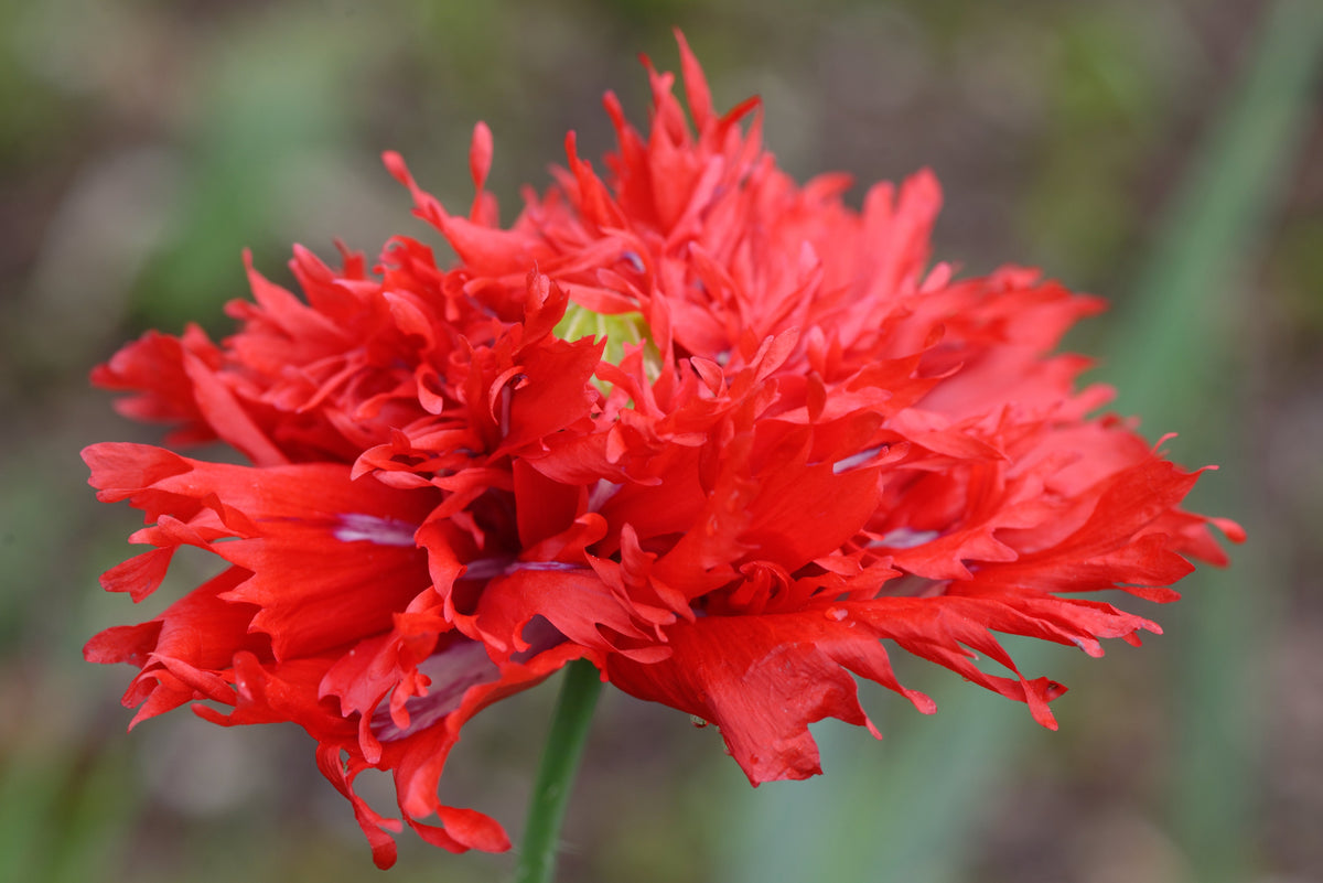 Red Oase Peony Poppy Seeds – Papaver Peoniflorum Double Flower – photo 3