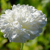 250 WHITE Cloud PEONY POPPY Papaver Peoniflorum Flower Seeds