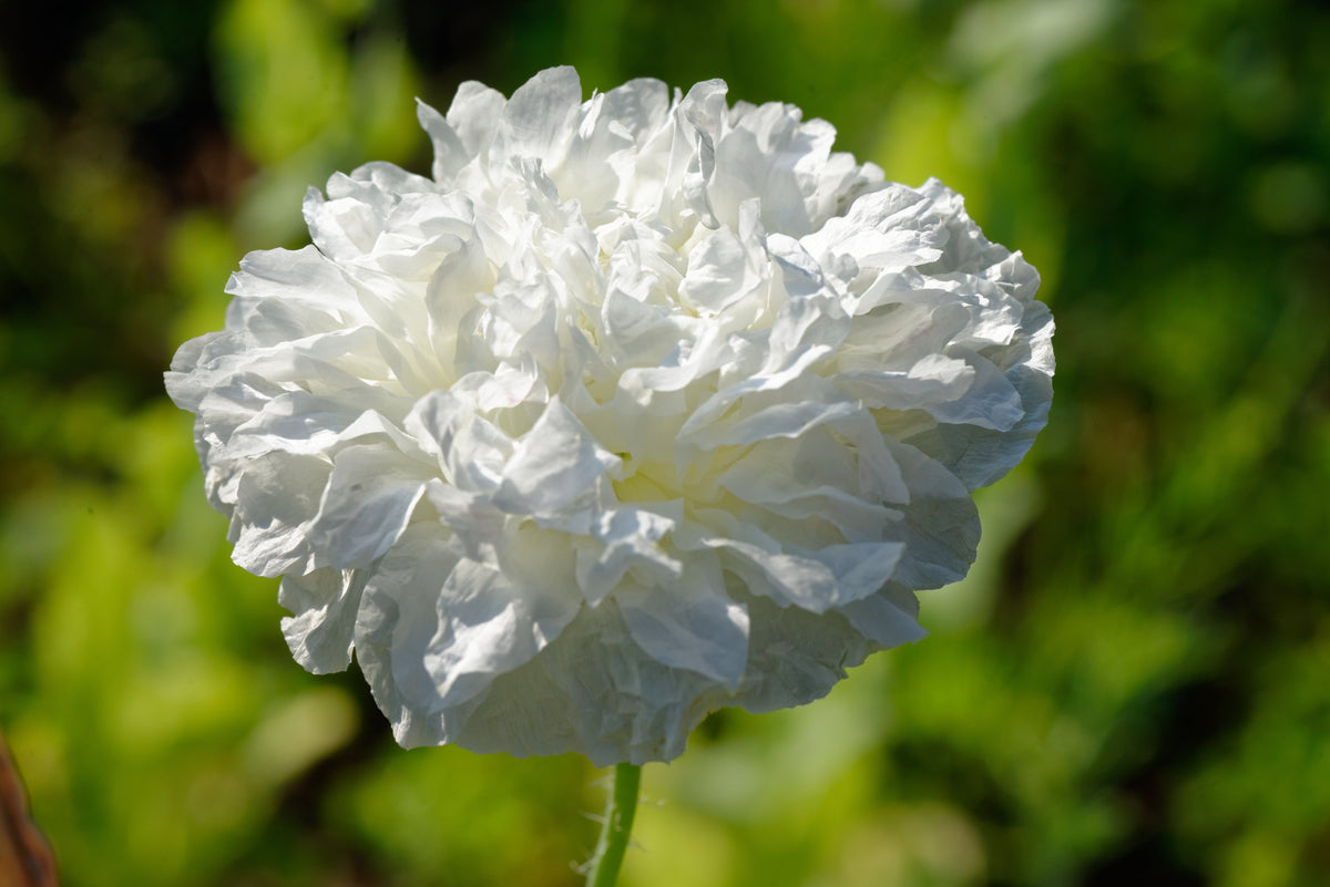 Organic Peony Poppy Mix Seeds – Papaver Paeoniflorum Mixed Colors Red, White, Pink, Black, Purple, Salmon – photo 5