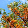 35 SILKY OAK TREE Orange Flower Southern Silver Oak Grevillea Robusta Seeds
