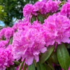 50 Rosebay RHODODENDRON Maximum White Pink Laurel Bush Shrub Flower Seeds