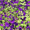 100 PURPLE PETUNIA Hybrida Pollinator Garden Container Flower Seeds