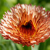 20 ZEOLIGHTS CALENDULA Officinalis MARIGOLD Flower Seeds Zeolight Coral Peach Apricot Pink