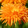 50 RADIO ENGLISH MARIGOLD Calendula Officinalis Orange & Yellow Pot Flower Seeds