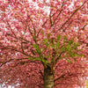 10 JAPANESE FLOWERING CHERRY Tree Oriental Prunus Serrulata Flower Seeds