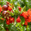 25 POMEGRANATE TREE Punica Granatum Red Fruit Seeds