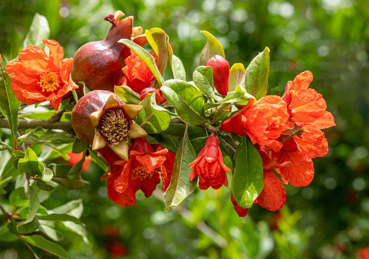 Pomegranate Tree Seeds – Punica Granatum Red Fruit – photo 7