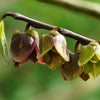 5 PAW PAW Fruit TREE Indian Banana Asimina Triloba Flower Seeds