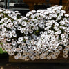 50 WHITE AFRICAN Cape DAISY Dimorphotheca Sinuata Flower Seeds