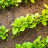 100 PINK SUMMERSICLE RADISH Raphanus Sativus Root Vegetable Seeds