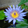 10 BLUE WATER LILY / Lily Pad / Asian Water Lotus / Sacred Egyptian Lotus Nymphaea Caerulea Flower Seeds