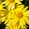 15 MOUNTAIN ARNICA Montana Wolf's Bane Yellow Flower Herb Seeds