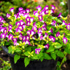 10 KAUAI MIX TORENIA Fournieri Sun or Shade Wishbone Flower Seeds - Mixed Colors 2 Tone Blue Red Pink