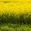 1000 YELLOW MUSTARD Brassica Juncea Vegetable Herb Seeds