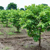 1000 BULK GUAVA Fruit Tree Shrub Psidium Guajava White Flowers Fruit Seeds