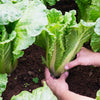 500 MICHIHILI CABBAGE (Chinese Cabbage / Bok Choy / Pak Choi / Celery Mustard / Chinese Chard) Brassica Rapa Chinensis Vegetable Seeds