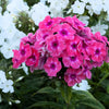 100 BRILLIANT PHLOX Drummondii Two Tone Pink Flower Seeds