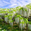 5 WHITE WISTERIA Floribunda Alba Ornamental Japanese Flower Vine Seeds
