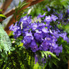 25 BLUE JACARANDA TREE ( Fern Tree / Brazilian Rose Wood / Green Ebony ) Jacaranda Mimosifolia Seeds