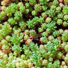 25 Spanish STONECROP / SEDUM HISPANICUM Groundcover Flower Seeds