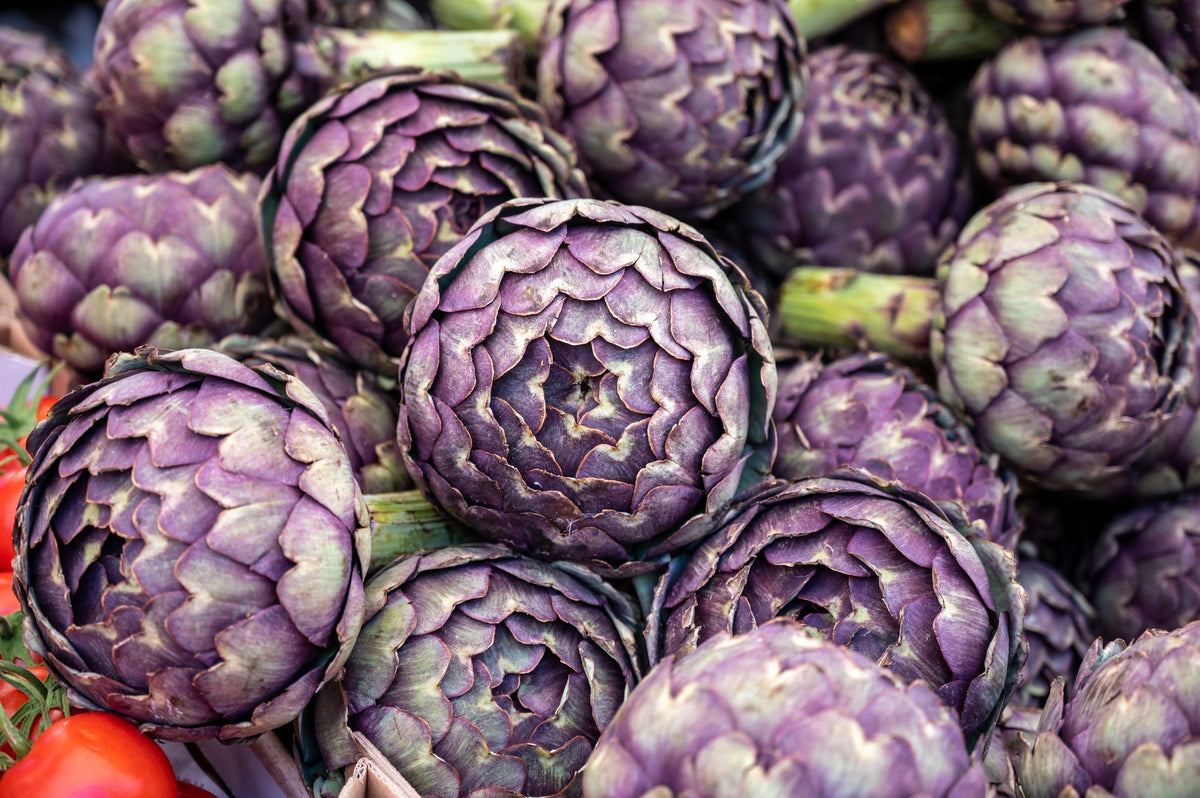 Purple Romagna Artichoke Seeds – Italian Cynara Scolymus Flower Vegetable