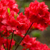 10 RED CUMBERLAND AZALEA Rhododendron Cumberlandense Bush Shrub Flower Seeds