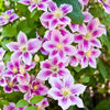 10 MIXED HYBRID CLEMATIS Hybrida Red Purple Pink Blue Bicolor Flower Vine Seeds