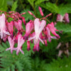 10 Pink FRINGED Fern Leaf BLEEDING HEART Dicentra Eximia Fernleaf Sun or Shade Flower Seeds