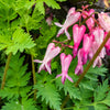 10 Pink FRINGED Fern Leaf BLEEDING HEART Dicentra Eximia Fernleaf Sun or Shade Flower Seeds