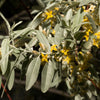 10 AMERICAN SILVERBERRY Elaeagnus Commutata aka Wolf Willow Wolfberry Wild Olive Berry Fruit Shrub Seeds