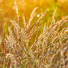 Prairie Junegrass Seeds – Koeleria Macrantha June Crested Hair Grass Flower – photo 5