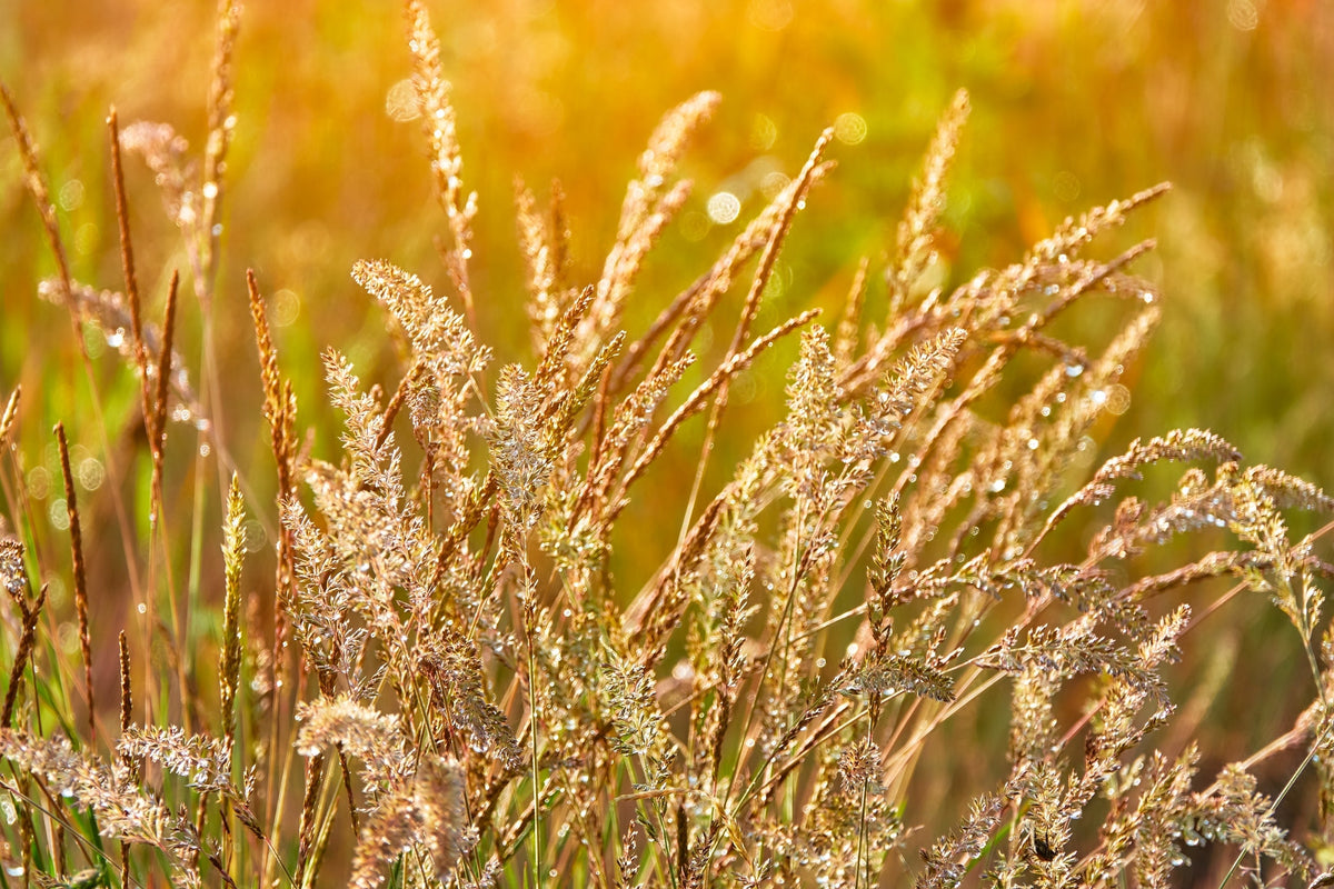 Prairie Junegrass Seeds – Koeleria Macrantha June Crested Hair Grass Flower – photo 5