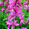 10 RED GAS PLANT Fragrant Fire Plant Dictamnus Albus Ruber Flower Seeds
