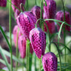 10 CHECKER LILY Fritillaria Affinis Chocolate Mission Bells Flower Seeds