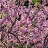 20 Eastern REDBUD TREE Cercis Canadensis Pink Flowering Native Tree Seeds
