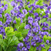 50 BLUE WILD INDIGO (False Indigo) Baptisia Australis Flower Seeds