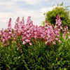 10 RED GAS PLANT Fragrant Fire Plant Dictamnus Albus Ruber Flower Seeds