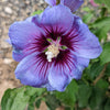 25 Purple ROSE Of SHARON HIBISCUS Syriacus Flower Tree Bush Seeds
