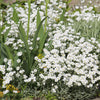 1500 SNOW IN SUMMER (Chickweed) Cerastium Biebersteinii Flower Seeds