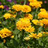 250 Yellow CANARY BIRD ZINNIA Elegans Flower Seeds